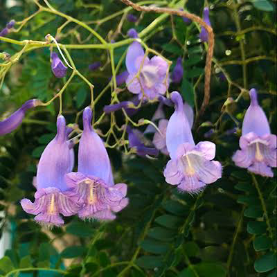 13 Medicinal Health Benefits Of Jacaranda caerulea (Blue Jacaranda)