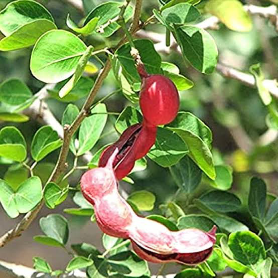 16 Medicinal Health Benefits Of Pithecellobium dulce (Manila tamarind)