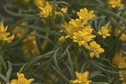 17 Medicinal Health Benefits Of Pectis angustifolia (Limoncillo)