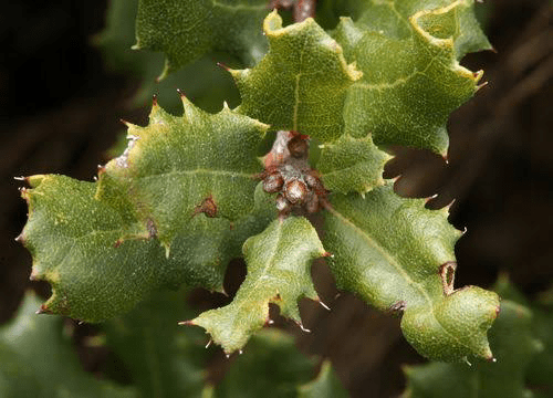 15 Medicinal Health Benefits Of Quercus durata (Leather oak)