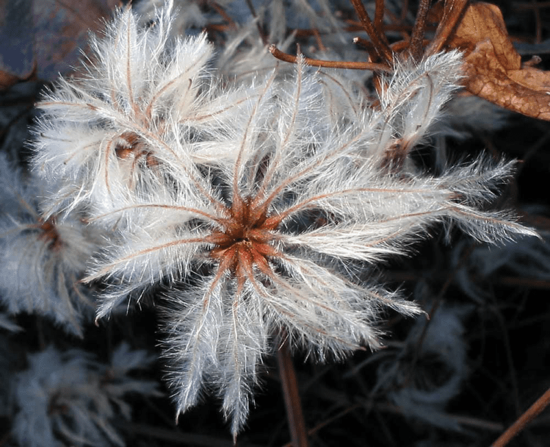 17 Medicinal Health Benefits of Clematis Vitalba (Old Man's Beard) 17 Medicinal Health Benefits of Clematis Vitalba (Old Man's Beard)