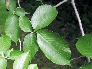 16 Medicinal Health Benefits Of Ulmus rubra (Slippery Elm) - Agric4Profits