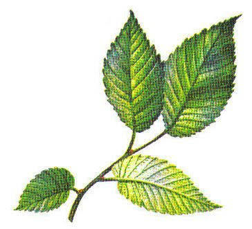 16 Medicinal Health Benefits Of Ulmus rubra (Slippery Elm) 16 Medicinal Health Benefits Of Ulmus rubra (Slippery Elm)