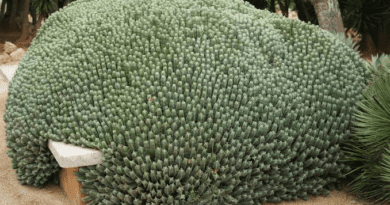 12 Medicinal Health Benefits Of Euphorbia resinifera
