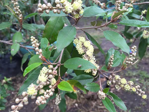 12 Medicinal Health Benefits Of Croton gratissimus (Mpur Mpur) 12 Medicinal Health Benefits Of Croton gratissimus (Mpur