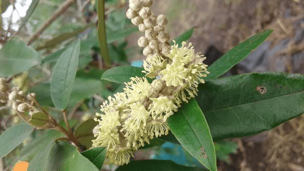 12 Medicinal Health Benefits Of Croton gratissimus (Mpur Mpur) 12 Medicinal Health Benefits Of Croton gratissimus (Mpur