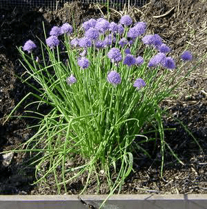 20 Medicinal Health Benefits of Chives (Allium schoenoprasum)