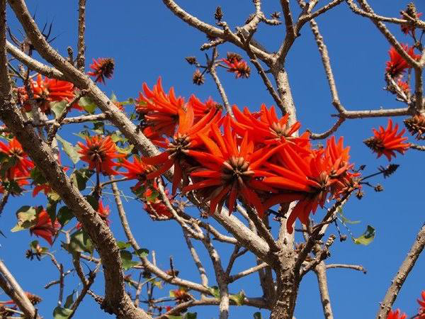 17 Medicinal Health Benefits Of Erythrina lysistemon (Lucky Bean Tree)