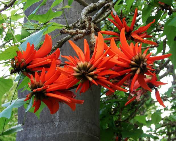 17 Medicinal Health Benefits Of Erythrina lysistemon (Lucky Bean Tree)