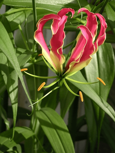 15 Medicinal Health Benefits Of Gloriosa Plant (Glory Lily) 15 Medicinal Health Benefits Of Gloriosa Plant (Glory Lily)