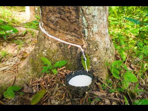 18 Medicinal Health Benefits Of Funtumia elastica (African Rubber Tree)