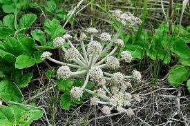 15 Bienfaits Médicinaux de Glehnia (Glehnia Littoralis)