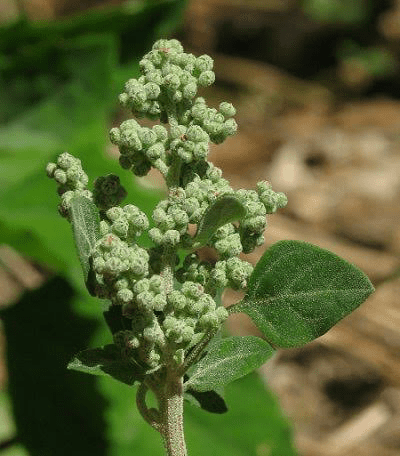 13 Medicinal Health Benefits of Chenopodium vulvaria (Stinking Goosefoot) 13 Medicinal Health Benefits of Chenopodium vulvaria (Stinking Goosefoot)