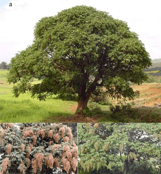 17 Medicinal Health Benefits Of Hagenia abyssinica (African Redwood)