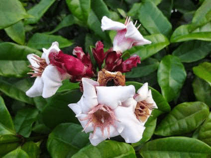 18 Medicinal Health Benefits Of Strophanthus gratus (African Rope Plant) 18 Medicinal Health Benefits Of Strophanthus gratus (African Rope Plant)