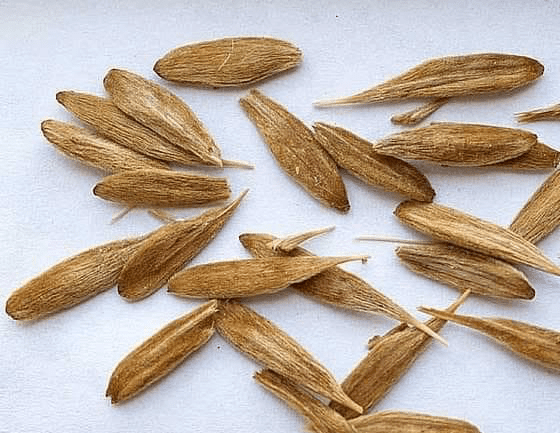 18 Medicinal Health Benefits Of Strophanthus gratus (African Rope Plant) 18 Medicinal Health Benefits Of Strophanthus gratus (African Rope Plant)