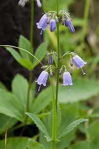 15 Medicinal Health Benefits Of Adenophora triphylla (Ladybells)