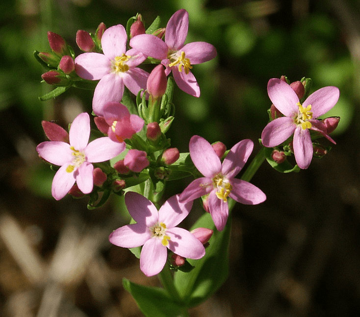 15 Medicinal Health Benefits of Centaurium erythraea (Common Centaury)