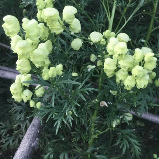 17 Medicinal Health Benefits Of Aconitum coreanum (Korean Aconitum)