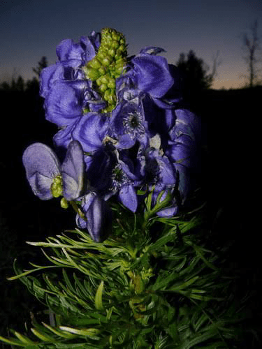 17 Medicinal Health Benefits Of Aconitum coreanum (Korean Aconitum)