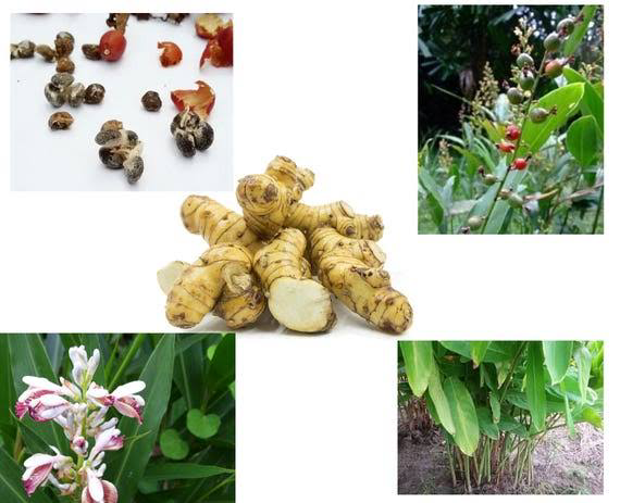 17 Medicinal Health Benefits Of Alpinia galanga (Galangal)