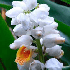 15 Medicinal Health Benefits Of Alpinia malaccensis (Malay Ginger)