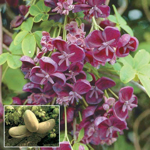 15 Medicinal Health Benefits Of Akebia ( Akebia Vine)