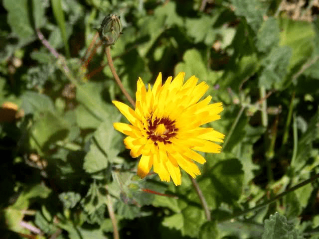 18 Medicinal Health Benefits of False Sowthistle (Reichardia tingitana)