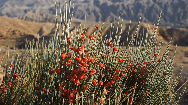 10 Medicinal Health Benefits of Ephedra (Ma Huang)