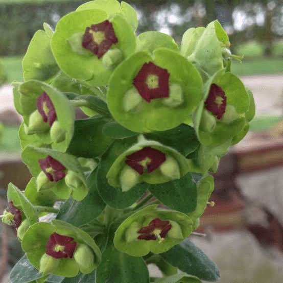 18 Medicinal Health Benefits of Euphorbia Lathyris (Caper Spurge)