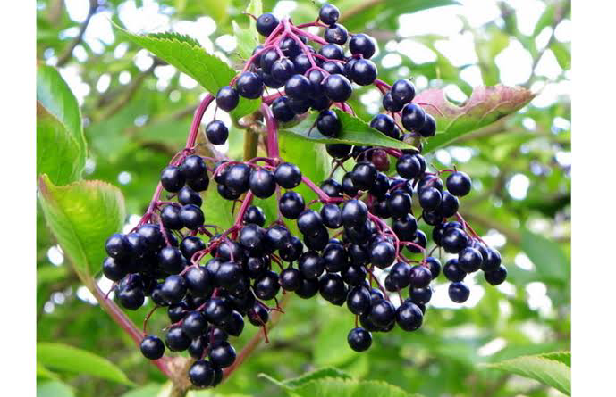 22 Medicinal Health Benefits Of Elderberry (Sambucus)