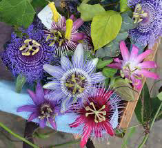 16 Medicinal Health Benefits Of Passion Flower (Passiflora incarnata)