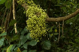 18 Medicinal Health Benefits Of Anamirta cocculus (Indian Fishberry) 18 Medicinal Health Benefits Of Anamirta cocculus (Indian Fishberry)