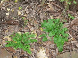 22 Medicinal Health Benefits Of Japanese Hawkweed (Hieracium japonicum) 22 Medicinal Health Benefits Of Japanese Hawkweed (Hieracium japonicum)