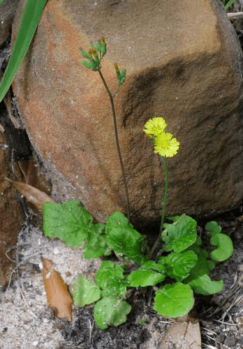 22 Medicinal Health Benefits Of Japanese Hawkweed (Hieracium japonicum) 22 Medicinal Health Benefits Of Japanese Hawkweed (Hieracium japonicum)