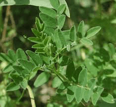 15 Medicinal Health Benefits Of Astragalus plant (Astragalus membranaceus)