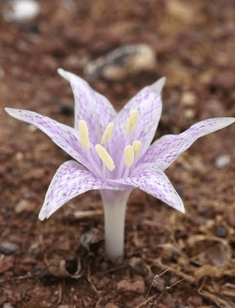18 Medicinal Health Benefits of Colchicum variegatum (Autumn Crocus)