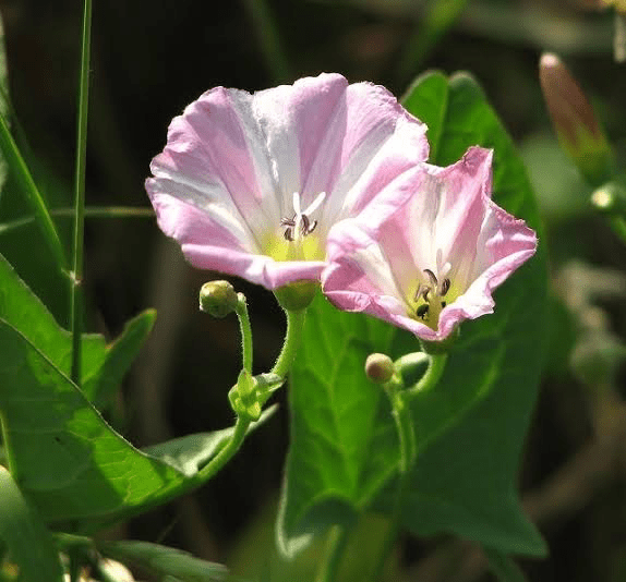 16 Medicinal Health Benefits of Convolvulus arvensis