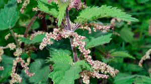 15 Medicinal Health Benefits Of Common Nettle (Urtica dioica)