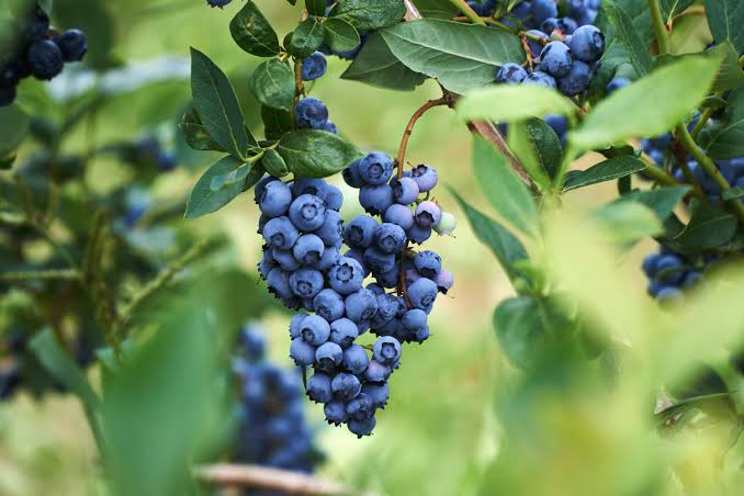 15 Medicinal Health Benefits Of Blueberries (Vaccinium corymbosum)