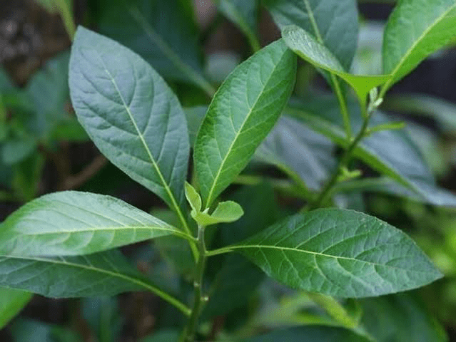 17 Medicinal Health Benefits Of Bitter Leaf (Vernonia amygdalina)