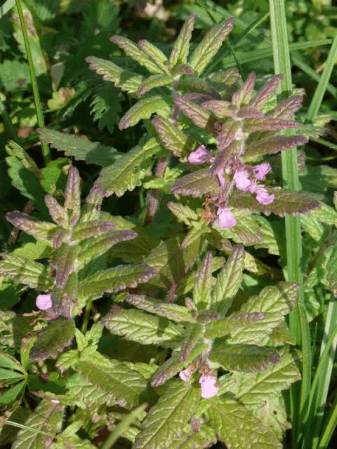 15 Medicinal Health Benefits Of Water Germander (Teucrium scordium) 15 Medicinal Health Benefits Of Water Germander (Teucrium scordium)