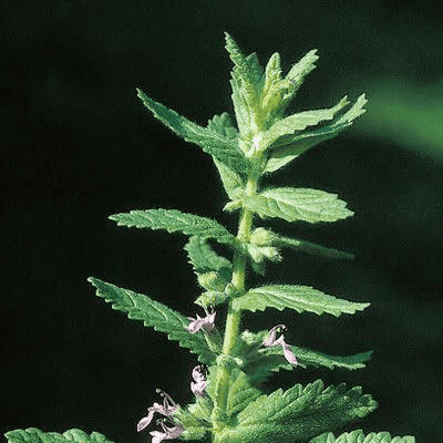 15 Medicinal Health Benefits Of Water Germander (Teucrium scordium) 15 Medicinal Health Benefits Of Water Germander (Teucrium scordium)