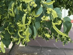 18 Medicinal Health Benefits Of Small-Leaved Linden (Tilia cordata) 18 Medicinal Health Benefits Of Small-Leaved Linden (Tilia cordata)