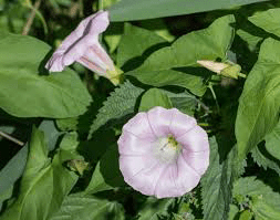 16 Medicinal Health Benefits of Convolvulus arvensis (Field Bindweed)