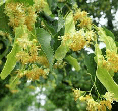 18 Medicinal Health Benefits Of Small-Leaved Linden (Tilia cordata) 18 Medicinal Health Benefits Of Small-Leaved Linden (Tilia cordata)