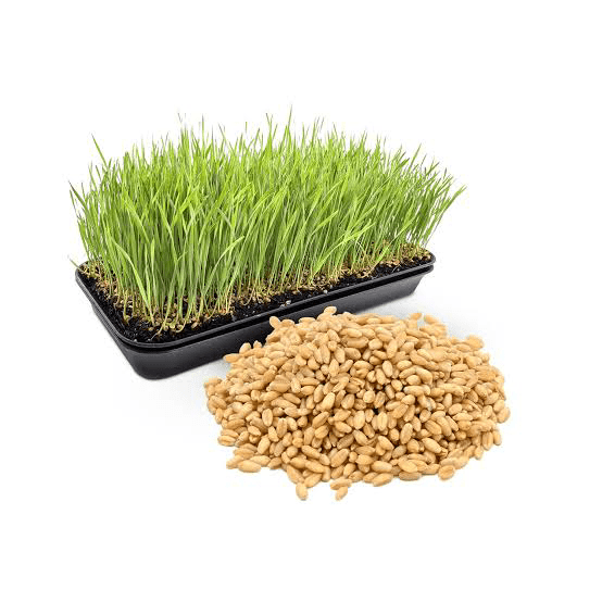17 Medicinal Health Benefits Of Wheatgrass (Triticum aestivum)