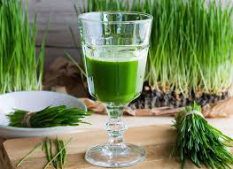 17 Medicinal Health Benefits Of Wheatgrass (Triticum aestivum)