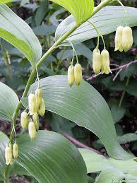 19 Medicinal Health Benefits Of Polygonatum Biflorum (solomon's Seal 