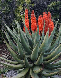 20 Medicinal Health Benefits Of Aloe succotrina (Bitter Aloe)